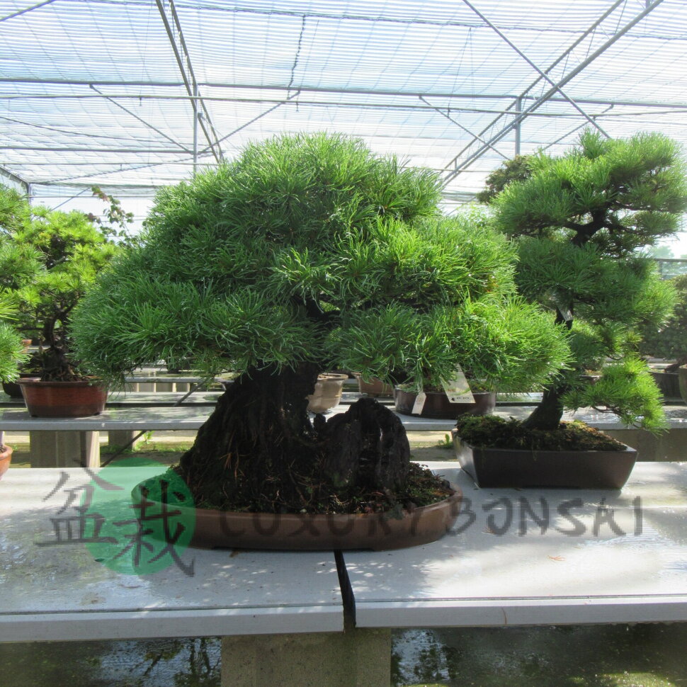 Бонсай сосна Ajisai no Kage 60 см на скале фото 1 &mdash; Luxurybonsai.ru