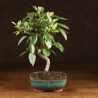 Бонсай Яблоня бирюзовый овал 40 см &mdash; Luxurybonsai.ru