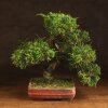 Бонсай Можжевельник 40 см в прямоугольной плошке фото 1 &mdash; Luxurybonsai.ru