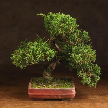Бонсай Можжевельник 40 см в прямоугольной плошке &mdash; Luxurybonsai.ru
