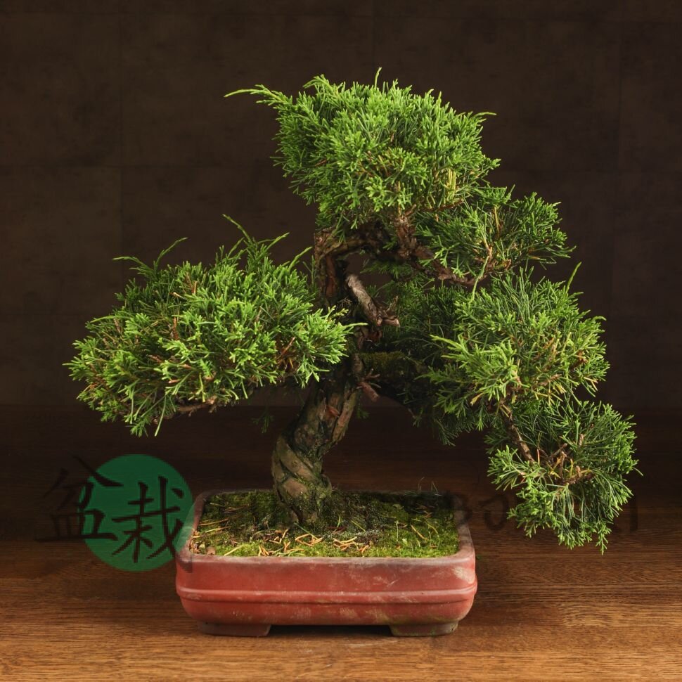 Бонсай Можжевельник 40 см в прямоугольной плошке фото 1 &mdash; Luxurybonsai.ru