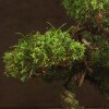 Бонсай Можжевельник 40 см в прямоугольной плошке фото 2 &mdash; Luxurybonsai.ru