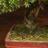 Бонсай Можжевельник 40 см в прямоугольной плошке фото 3 &mdash; Luxurybonsai.ru
