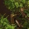 Бонсай Можжевельник 40 см в прямоугольной плошке фото 4 &mdash; Luxurybonsai.ru