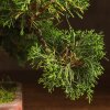 Бонсай Можжевельник 40 см в прямоугольной плошке фото 5 &mdash; Luxurybonsai.ru