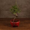 Бонсай Вяз в красном кашпо с иероглифами 35 см фото 1 &mdash; Luxurybonsai.ru