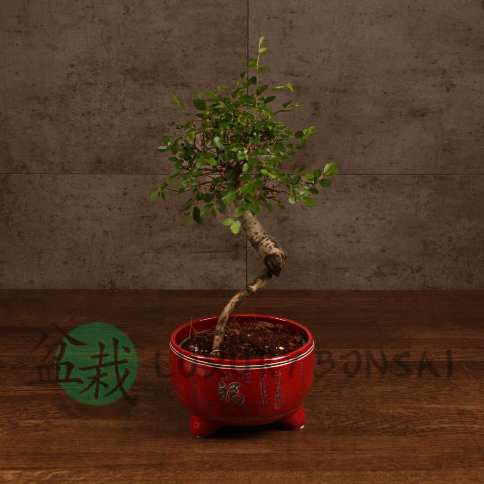 Бонсай Вяз в красном кашпо с иероглифами 35 см фото 1 &mdash; Luxurybonsai.ru