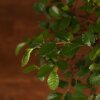 Бонсай Вяз в красном кашпо с иероглифами 35 см фото 2 &mdash; Luxurybonsai.ru