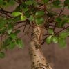 Бонсай Вяз в красном кашпо с иероглифами 35 см фото 3 &mdash; Luxurybonsai.ru