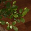 Бонсай Вяз в красном кашпо с иероглифами 35 см фото 4 &mdash; Luxurybonsai.ru