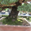 Бонсай сосна Hakuun no Ne Ultra Rare 68 см  фото 1 &mdash; Luxurybonsai.ru
