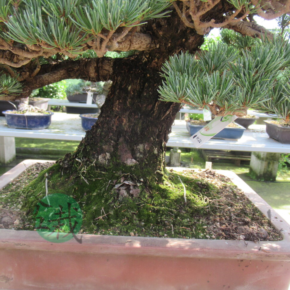Бонсай сосна Hakuun no Ne Ultra Rare 68 см  фото 1 &mdash; Luxurybonsai.ru