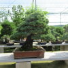 Бонсай сосна Hakuun no Ne Ultra Rare 68 см  фото 2 &mdash; Luxurybonsai.ru
