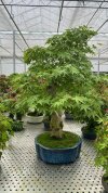 Бонсай клен Kōtsuru no Kage 80/33 см фото 1 &mdash; Luxurybonsai.ru