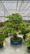 Бонсай клен Kōtsuru no Kage 80/33 см фото 2 &mdash; Luxurybonsai.ru