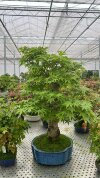 Бонсай клен Kōtsuru no Kage 80/33 см фото 3 &mdash; Luxurybonsai.ru