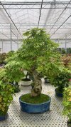 Бонсай клен Kōtsuru no Kage 80/33 см фото 4 &mdash; Luxurybonsai.ru