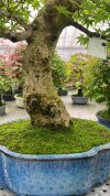 Бонсай клен Kōtsuru no Kage 80/33 см фото 5 &mdash; Luxurybonsai.ru