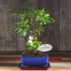 Бонсай Яблоня 55 см фото 1 &mdash; Luxurybonsai.ru