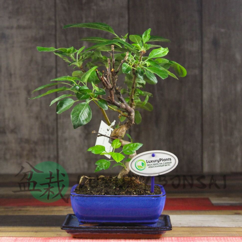Бонсай Яблоня 55 см фото 1 &mdash; Luxurybonsai.ru