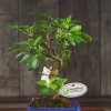 Бонсай Яблоня 55 см фото 2 &mdash; Luxurybonsai.ru