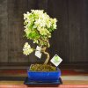 Бонсай Яблоня 55 см фото 5 &mdash; Luxurybonsai.ru
