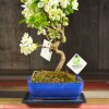 Бонсай Яблоня 55 см фото 8 &mdash; Luxurybonsai.ru