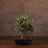 Бонсай Кизильник синий прямоугольник 30 см фото 1 &mdash; Luxurybonsai.ru