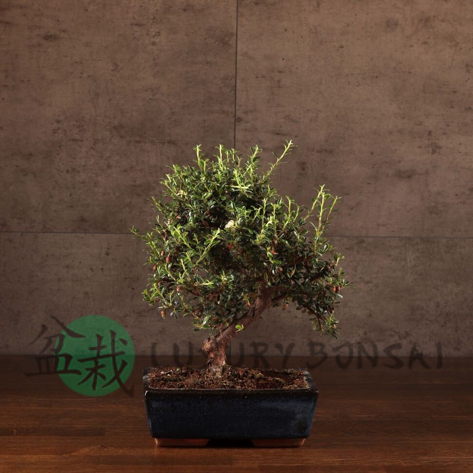 Бонсай Кизильник синий прямоугольник 30 см фото 1 &mdash; Luxurybonsai.ru