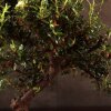 Бонсай Кизильник синий прямоугольник 30 см фото 2 &mdash; Luxurybonsai.ru