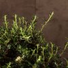 Бонсай Кизильник синий прямоугольник 30 см фото 3 &mdash; Luxurybonsai.ru