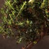 Бонсай Кизильник синий прямоугольник 30 см фото 4 &mdash; Luxurybonsai.ru