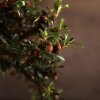 Бонсай Кизильник синий прямоугольник 30 см фото 5 &mdash; Luxurybonsai.ru