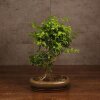 Бонсай Лигуструм овал 42 см фото 1 &mdash; Luxurybonsai.ru