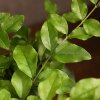 Бонсай Лигуструм овал 42 см фото 3 &mdash; Luxurybonsai.ru
