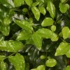 Бонсай Лигуструм овал 42 см фото 5 &mdash; Luxurybonsai.ru