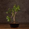 Бонсай Портулакария в синей плошке 20 см фото 1 &mdash; Luxurybonsai.ru