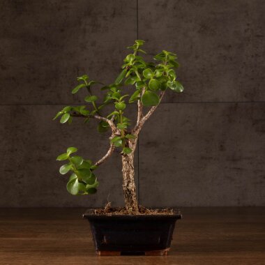 Бонсай Портулакария в синей плошке 20 см &mdash; Luxurybonsai.ru