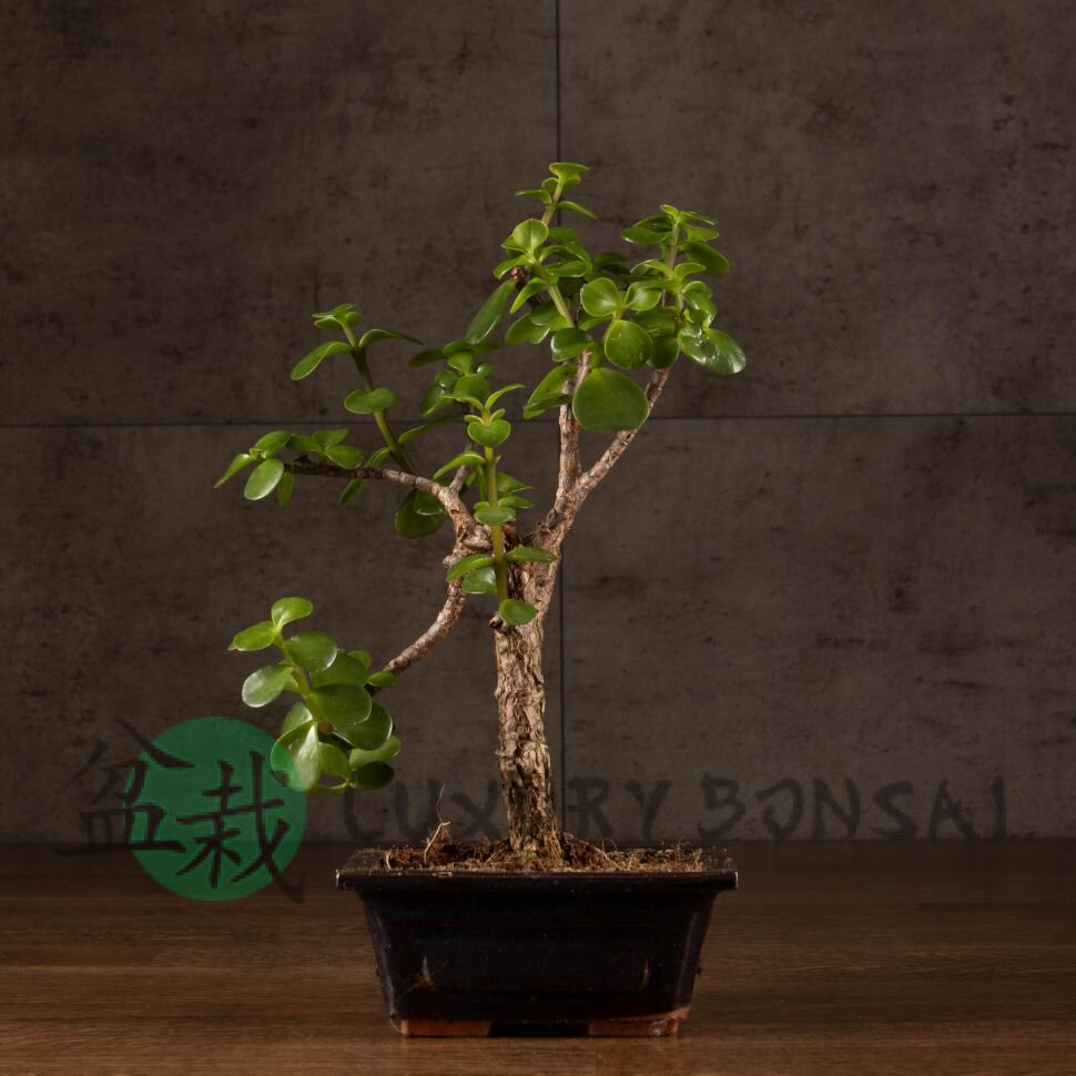 Бонсай Портулакария в синей плошке 20 см фото 1 &mdash; Luxurybonsai.ru