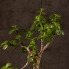 Бонсай Портулакария в синей плошке 20 см фото 2 &mdash; Luxurybonsai.ru