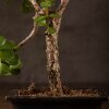 Бонсай Портулакария в синей плошке 20 см фото 3 &mdash; Luxurybonsai.ru