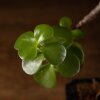 Бонсай Портулакария в синей плошке 20 см фото 4 &mdash; Luxurybonsai.ru