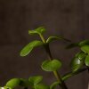 Бонсай Портулакария в синей плошке 20 см фото 5 &mdash; Luxurybonsai.ru