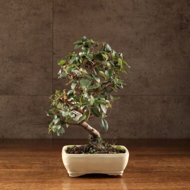 Бонсай Дуб 35 см в белой плошке &mdash; Luxurybonsai.ru