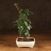 Бонсай Дуб 35 см в белой плошке фото 1 &mdash; Luxurybonsai.ru