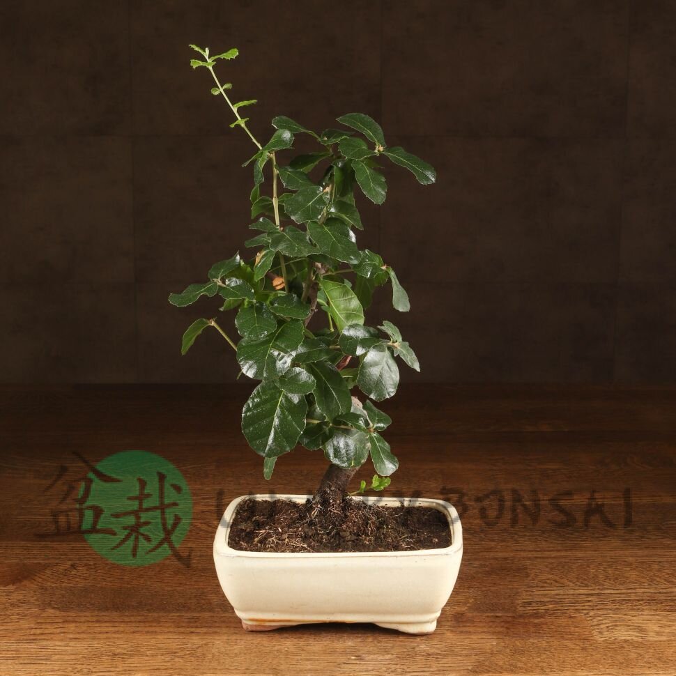 Бонсай Дуб 35 см в белой плошке фото 1 &mdash; Luxurybonsai.ru