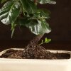 Бонсай Дуб 35 см в белой плошке фото 2 &mdash; Luxurybonsai.ru