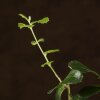 Бонсай Дуб 35 см в белой плошке фото 3 &mdash; Luxurybonsai.ru