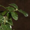 Бонсай Дуб 35 см в белой плошке фото 4 &mdash; Luxurybonsai.ru
