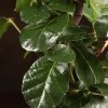 Бонсай Дуб 35 см в белой плошке фото 5 &mdash; Luxurybonsai.ru